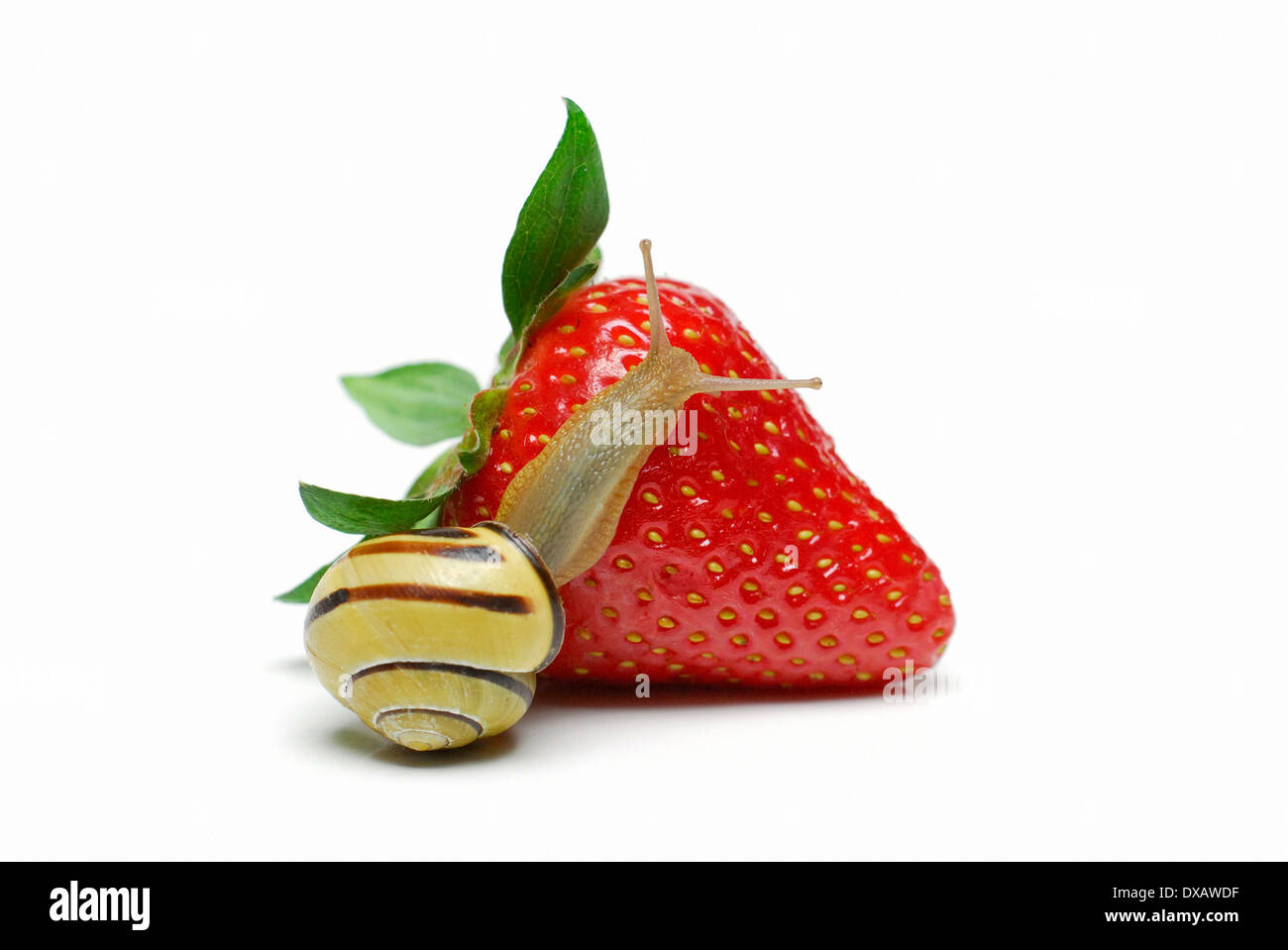 Schnecke auf Erdbeere Stockfoto