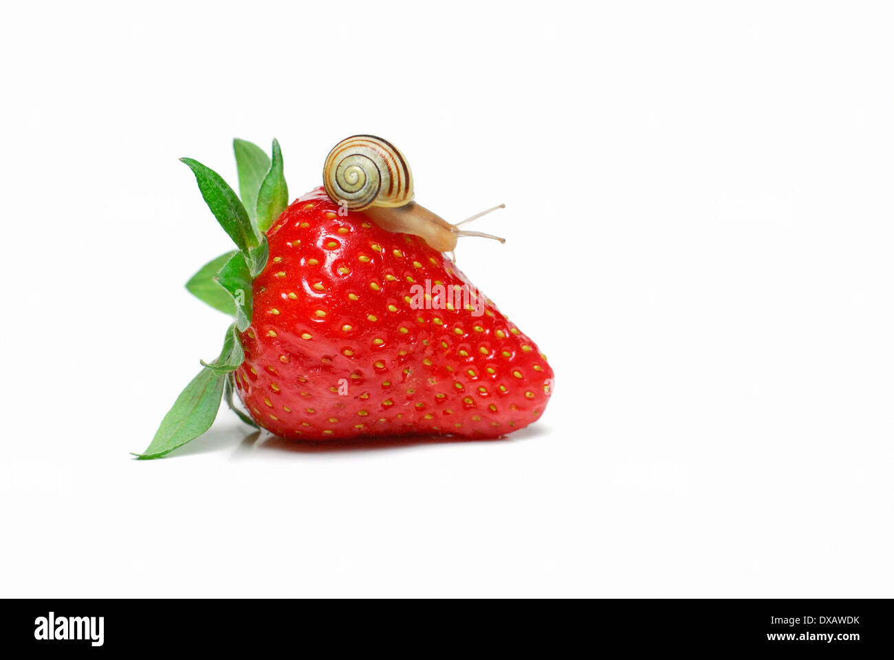 Schnecke auf Erdbeere Stockfoto
