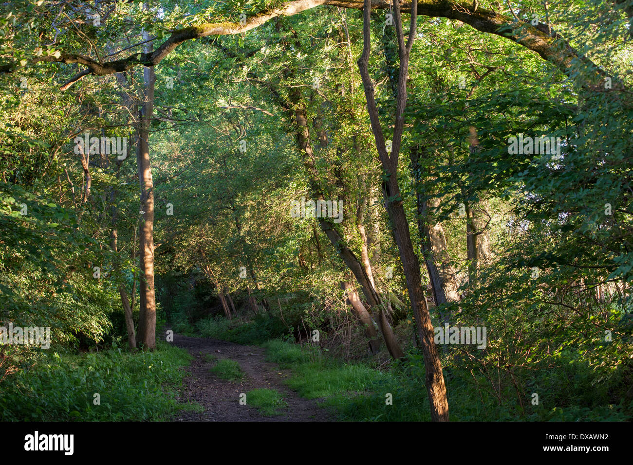 Englischen Country-Wanderweg mit überhängenden Bäumen Stockfoto