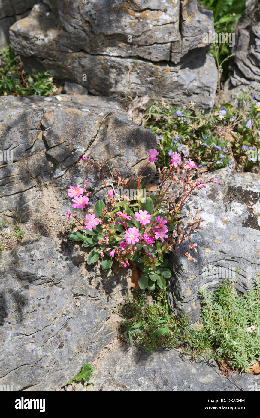 Blumen am Steingarten Stockfoto, Bild: 67852560 - Alamy Blumen am Steingarten Stockfoto, Bild: 67852560 - Alamy