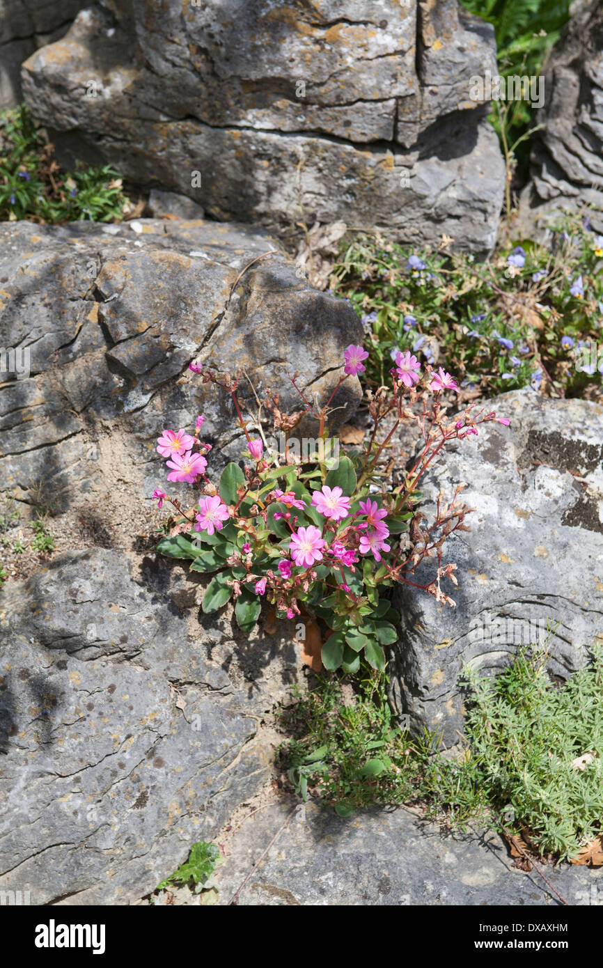 Blumen am Steingarten Stockfotografie - Alamy