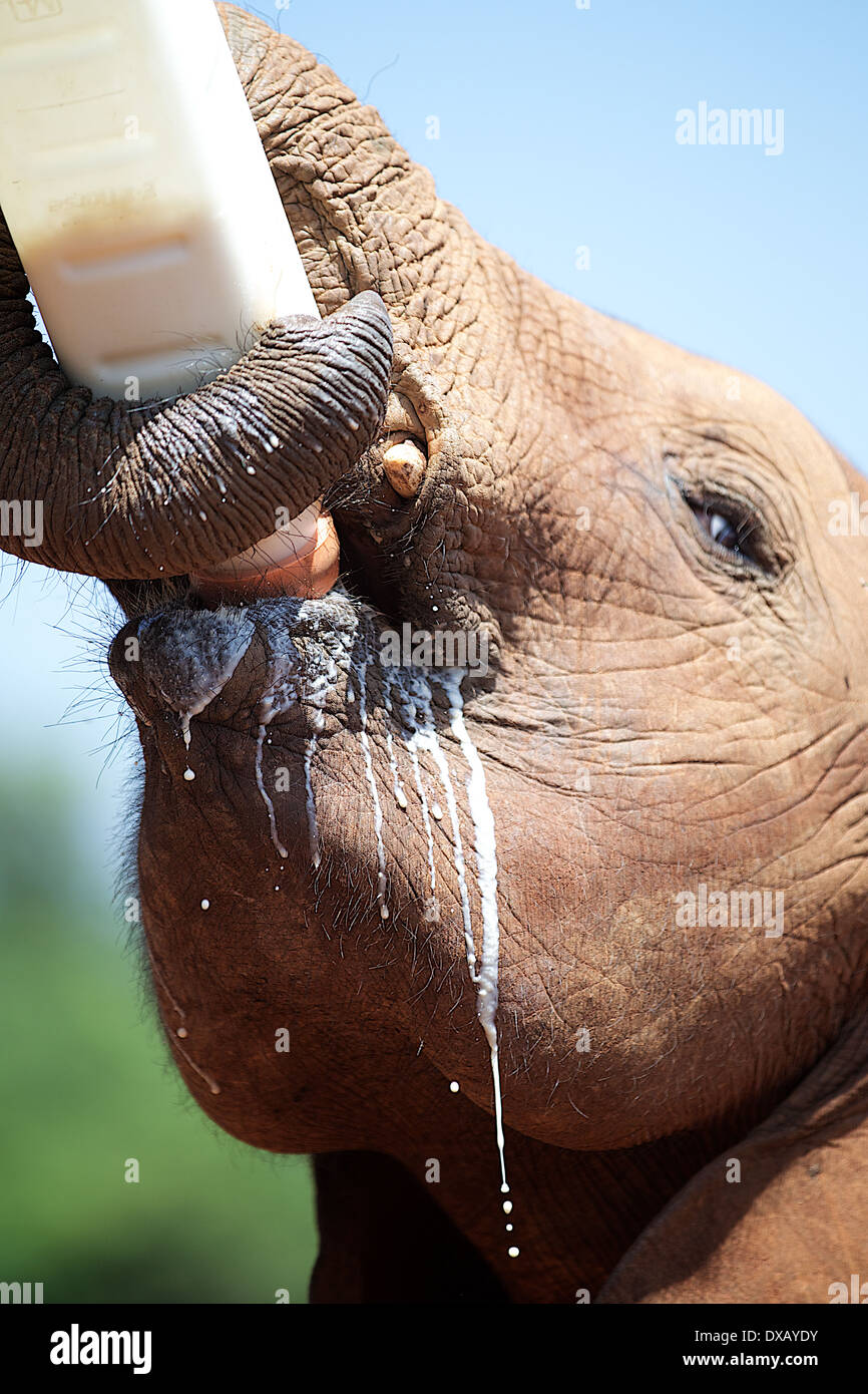 Verwaiste Elefanten als Flasche gefüttert Sheldrick Elefanten Waisenhaus Nairobi. Kenia Stockfoto