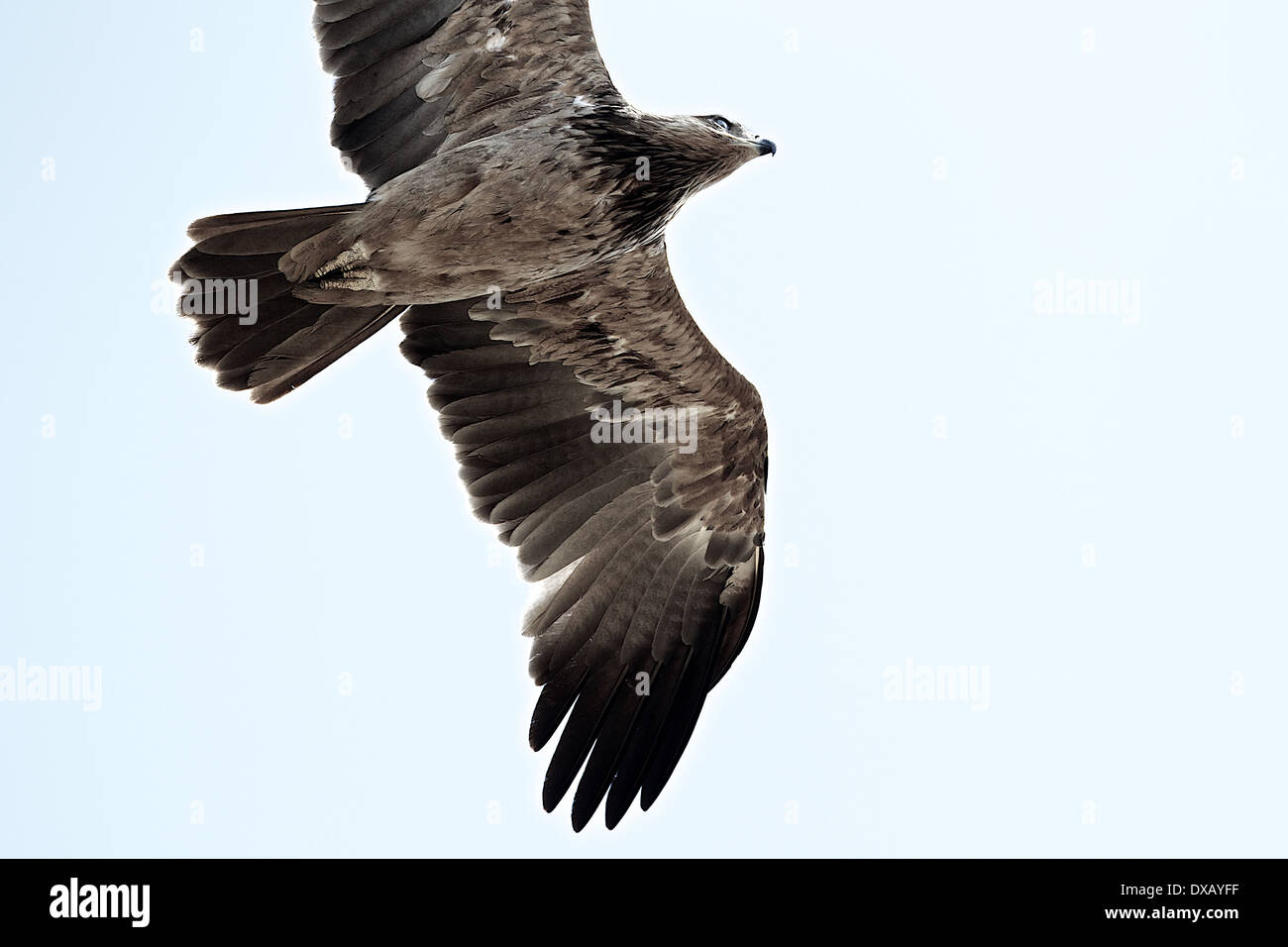 Adler schwebt über Serengeti. Tansania Afrika Stockfoto