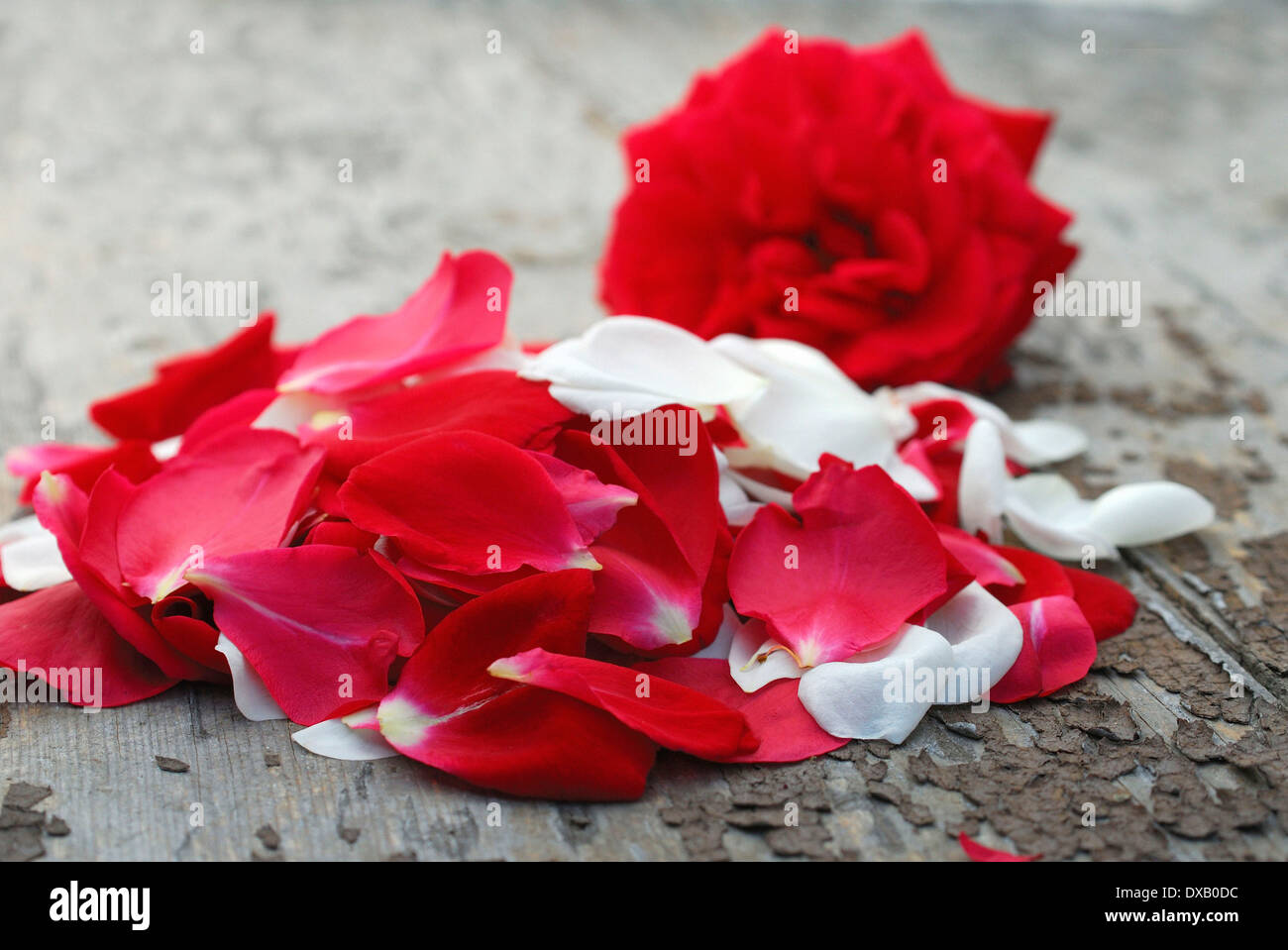 Rosenblüten Stockfoto