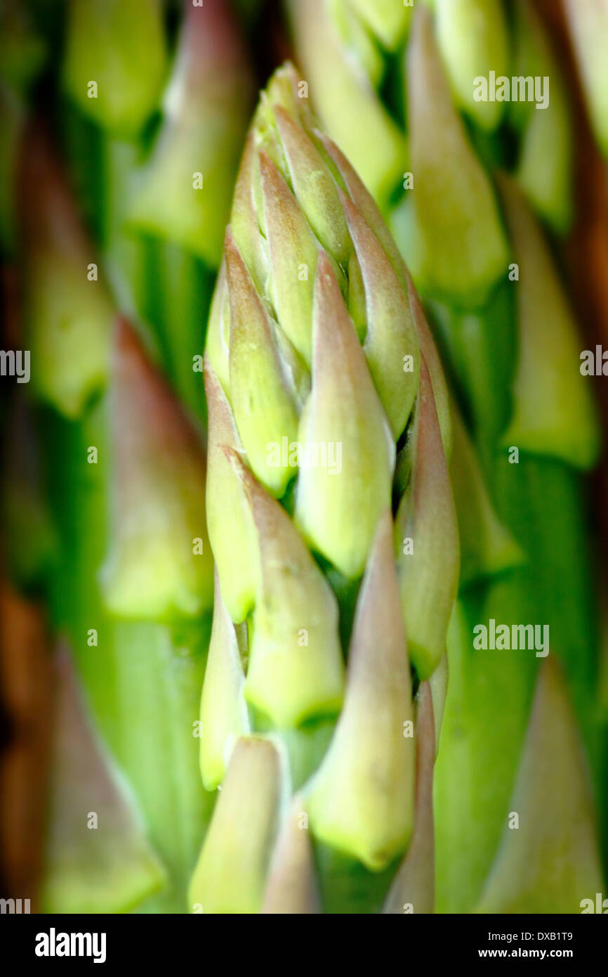 Frischer grüner Spargel-Tipps, UK - Nahaufnahme Stockfoto