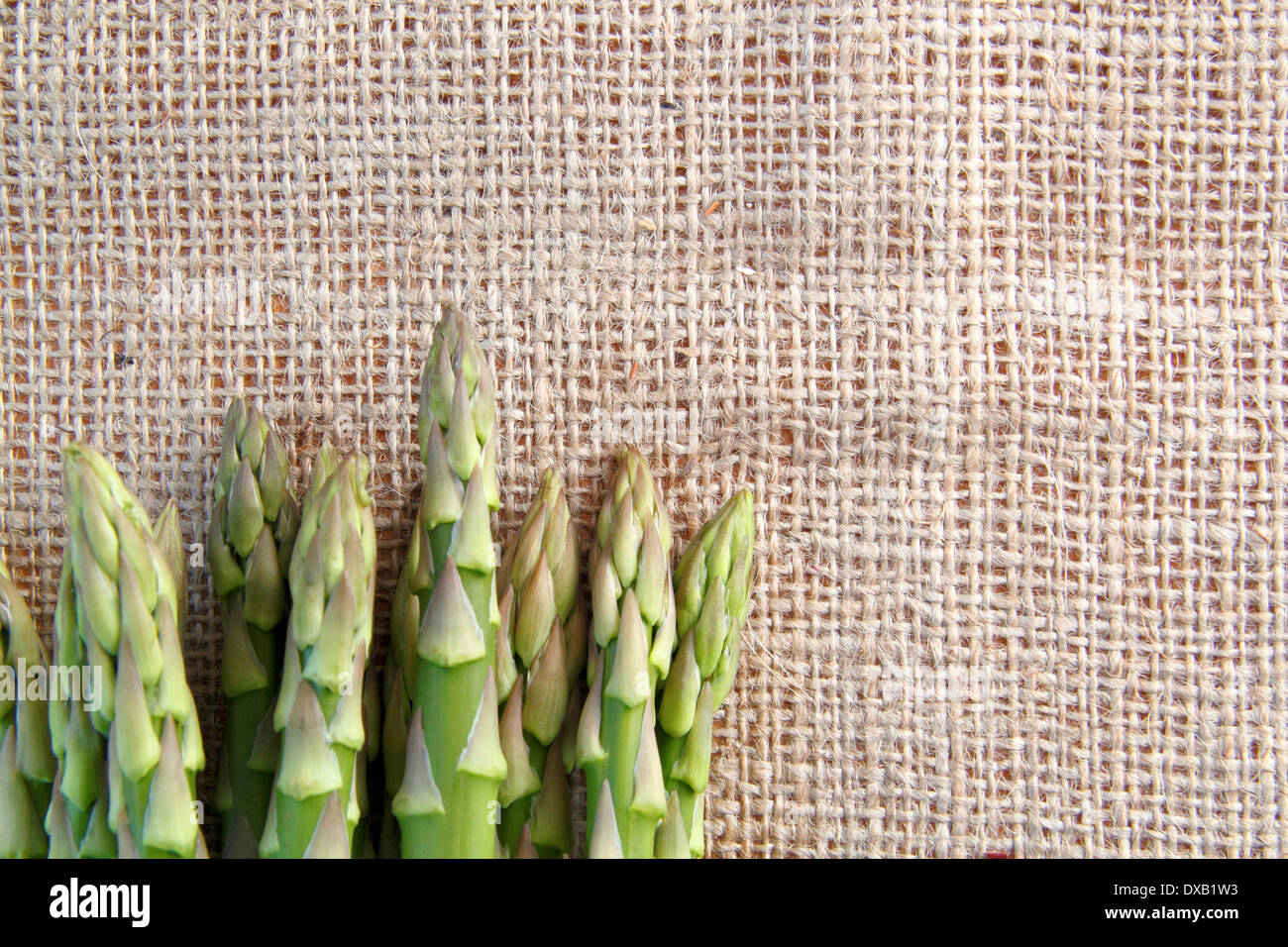Frische grüne Spargelspitzen (Asparagus officinalis) gegen hessische Hintergrund Tuch, UK-wih Kopie Raum Stockfoto