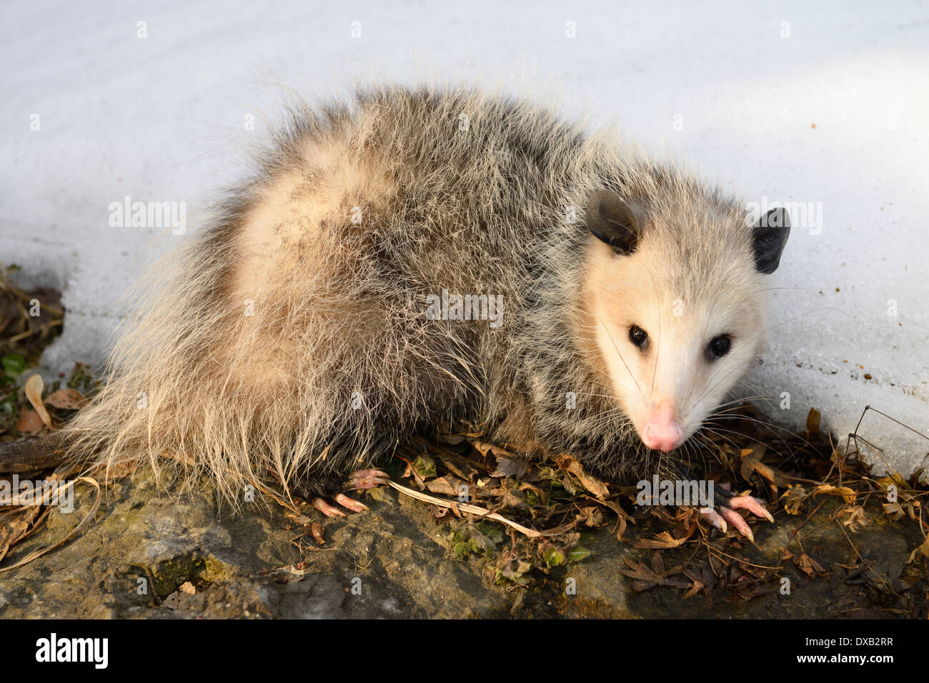 Vorsichtige Virginia Opossum in Sonne und Schnee auf einem warmen Wintertag in Toronto Kanada Stockfoto