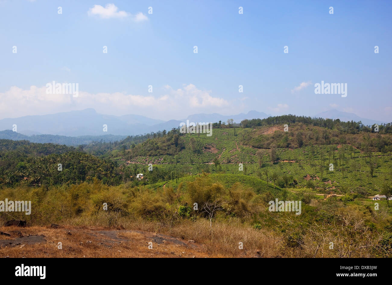 Süd-Indien Landschaft mit Tee und Palme Plantagen gesehen von hoch auf einem Hügel in den Western Ghats von Wayanad in Kerala Stockfoto
