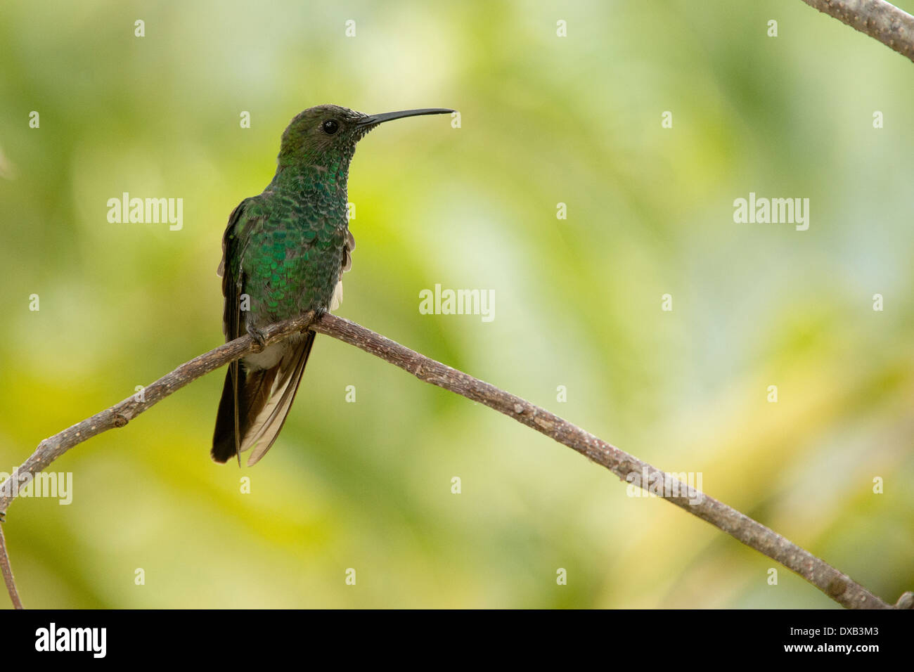 Einen männlichen weißen ventilierte Plumeleteer Kolibri, (Chalybura Buffonii) thront, Santa Marta, Kolumbien. Stockfoto