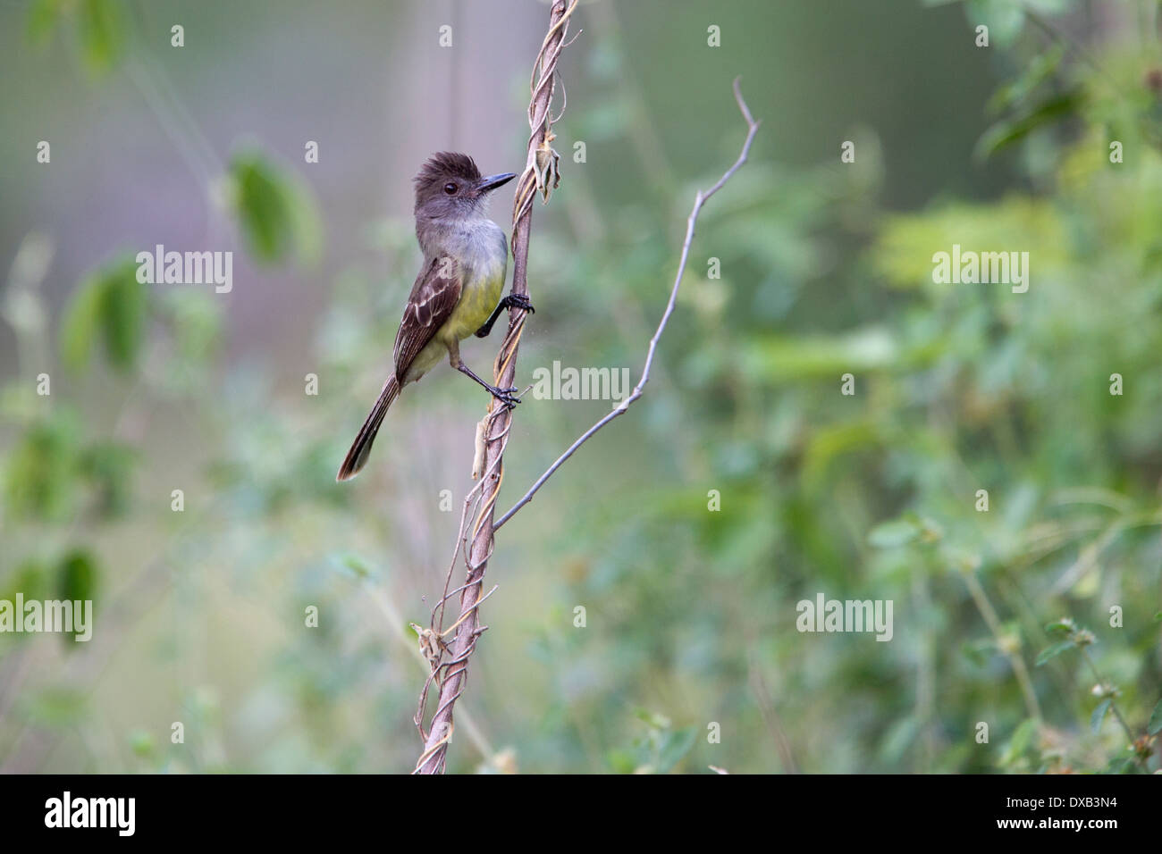 Apikalen Flycatcher (Myiarchus Apicalis), eine kolumbianische endemischen Arten, Magdalena-Tal, Kolumbien, mit dem Wappen der Alarm ausgelöst Stockfoto