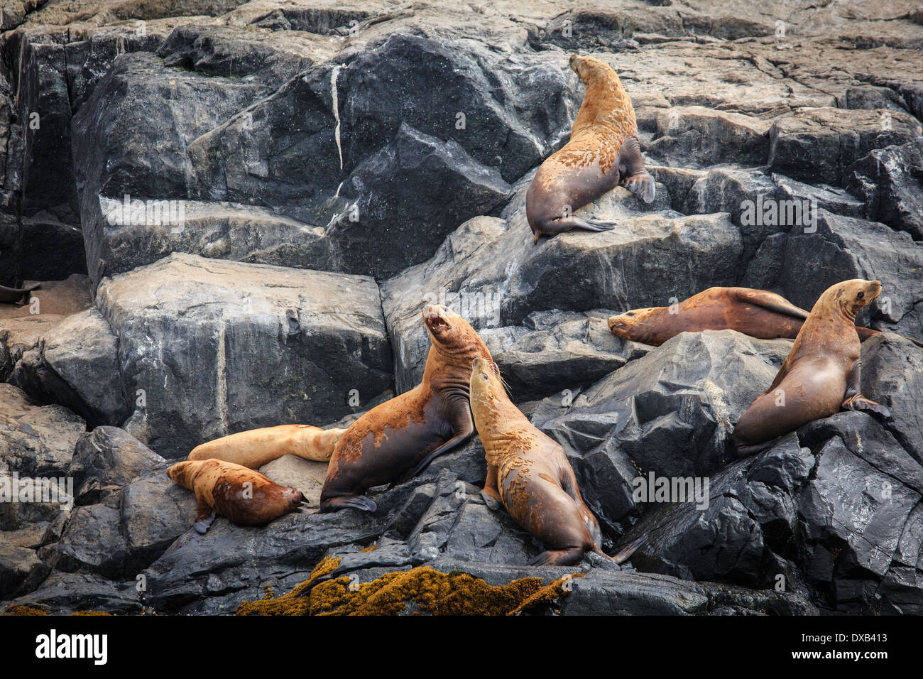 Zwei Steller Seelöwen kämpfen auf einer Felseninsel während andere ruhen. Stockfoto