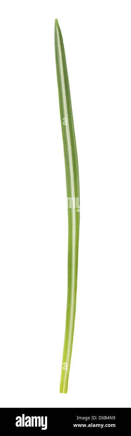 Grashalm isoliert auf weißem Hintergrund Stockfoto