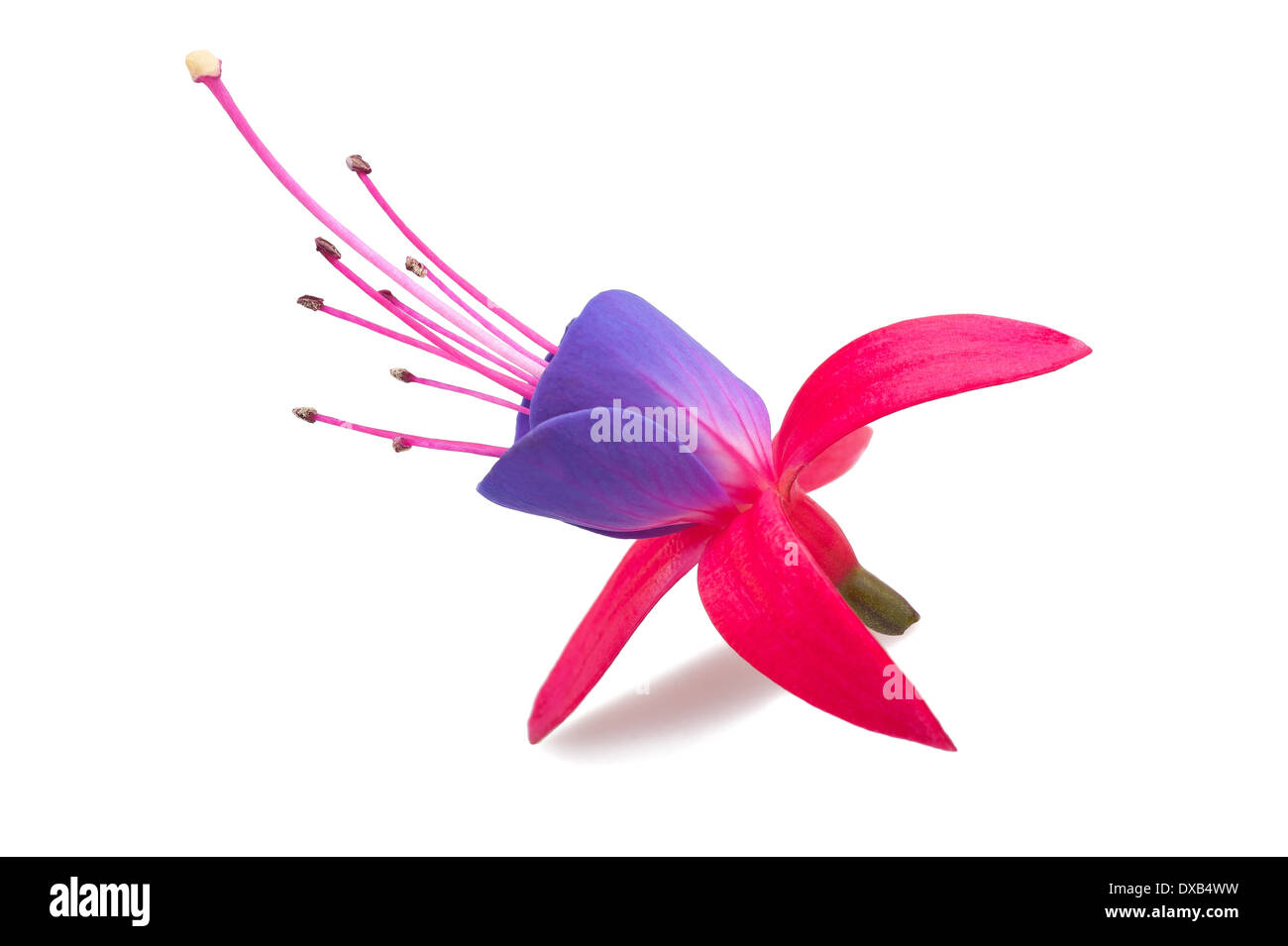 Fuchsia Blume isoliert auf weiss Stockfoto