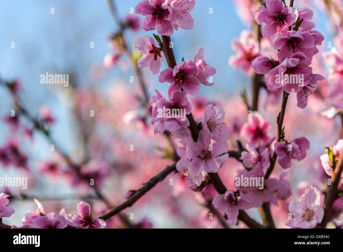 Ein Feld von Nektarinenbäumen mit Blumen im Frühjahr. Stockfoto