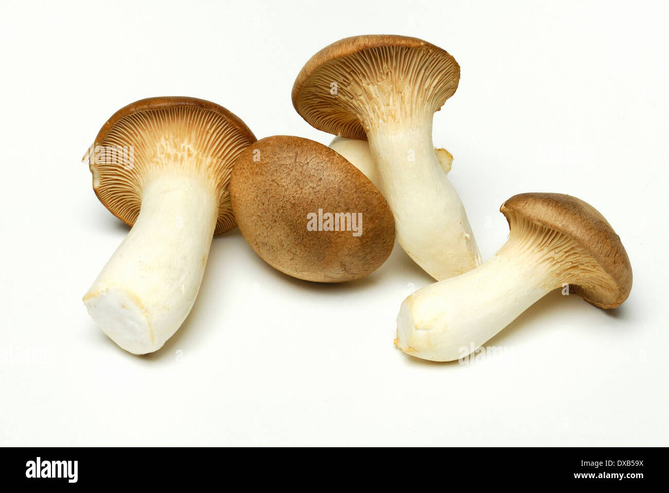 König Trompete Pilz, König Austernpilz Stockfoto