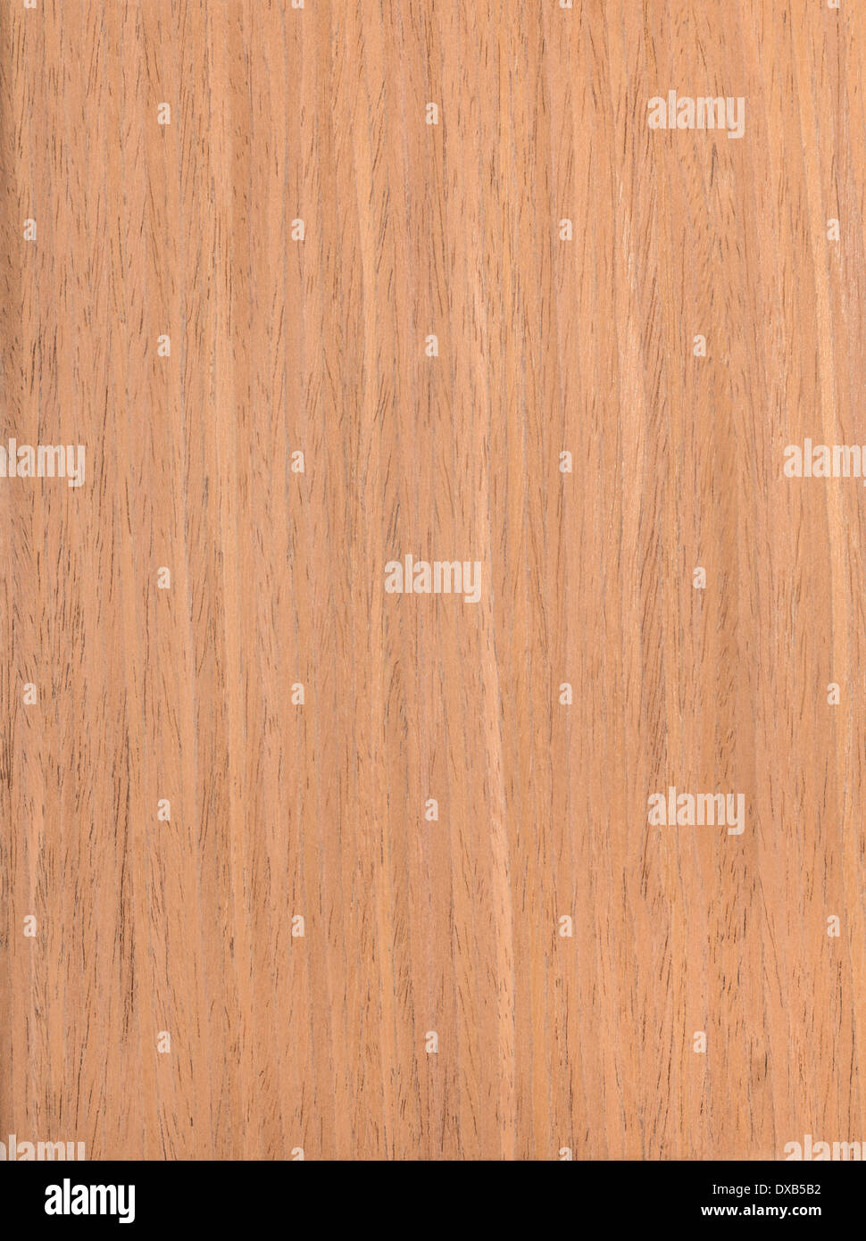 Textur Walnuss, Baum-Hintergrund Stockfoto