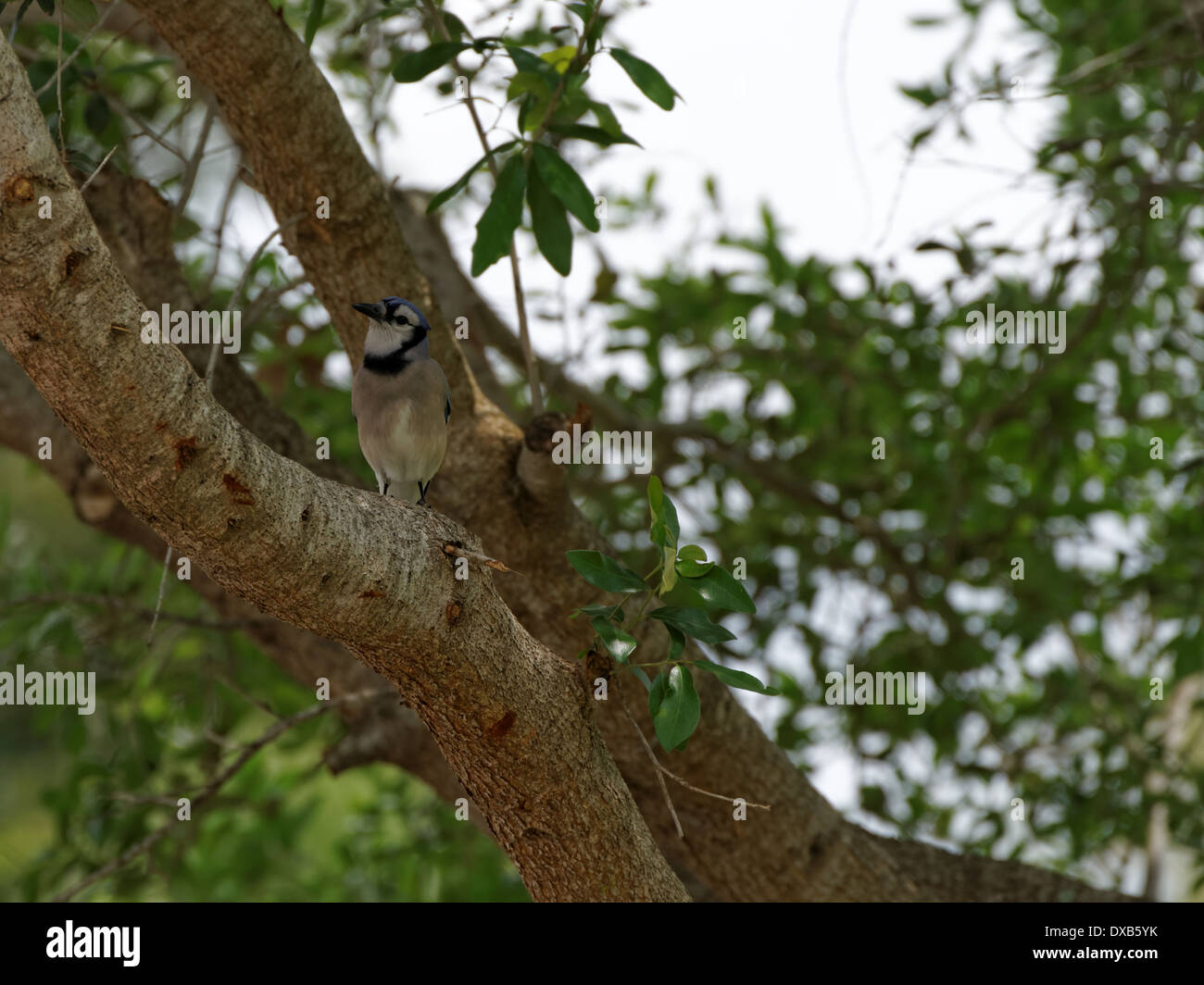 Blue Jay oben in einem Baum, Kopf geneigt zur Seite, wenn man bedenkt die Kamera Stockfoto