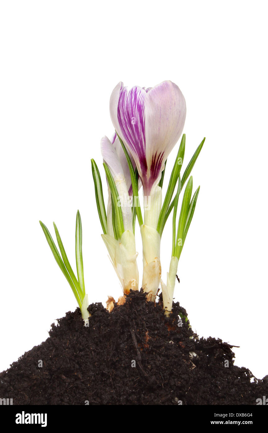 Krokus-Anlage mit einer lila Blume wächst in einem Hügel des Bodens vor einem weißen Hintergrund Stockfoto