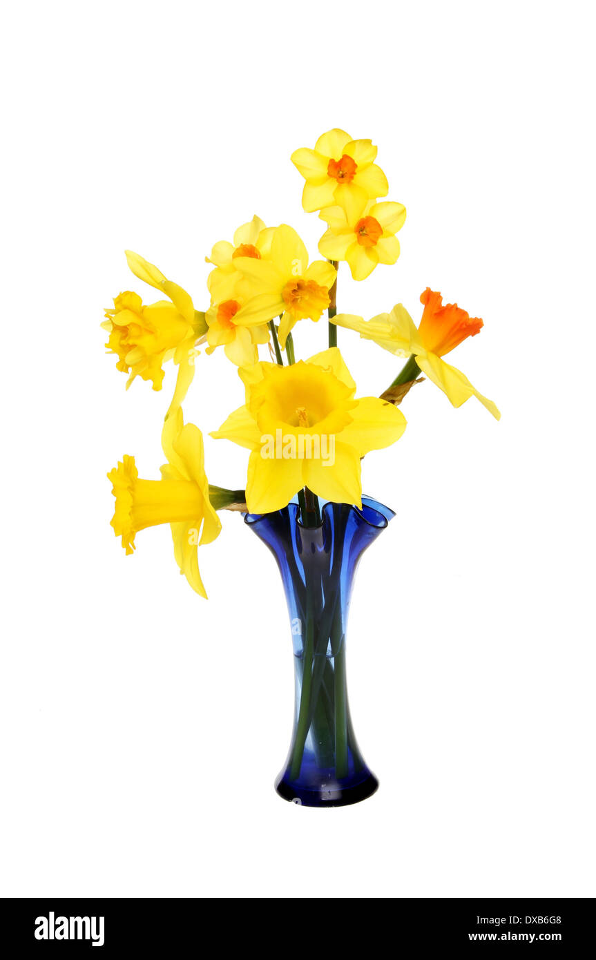 Anordnung der verschiedenen Arten von Narzisse Blumen in einer Glasvase isoliert gegen weiß Stockfoto