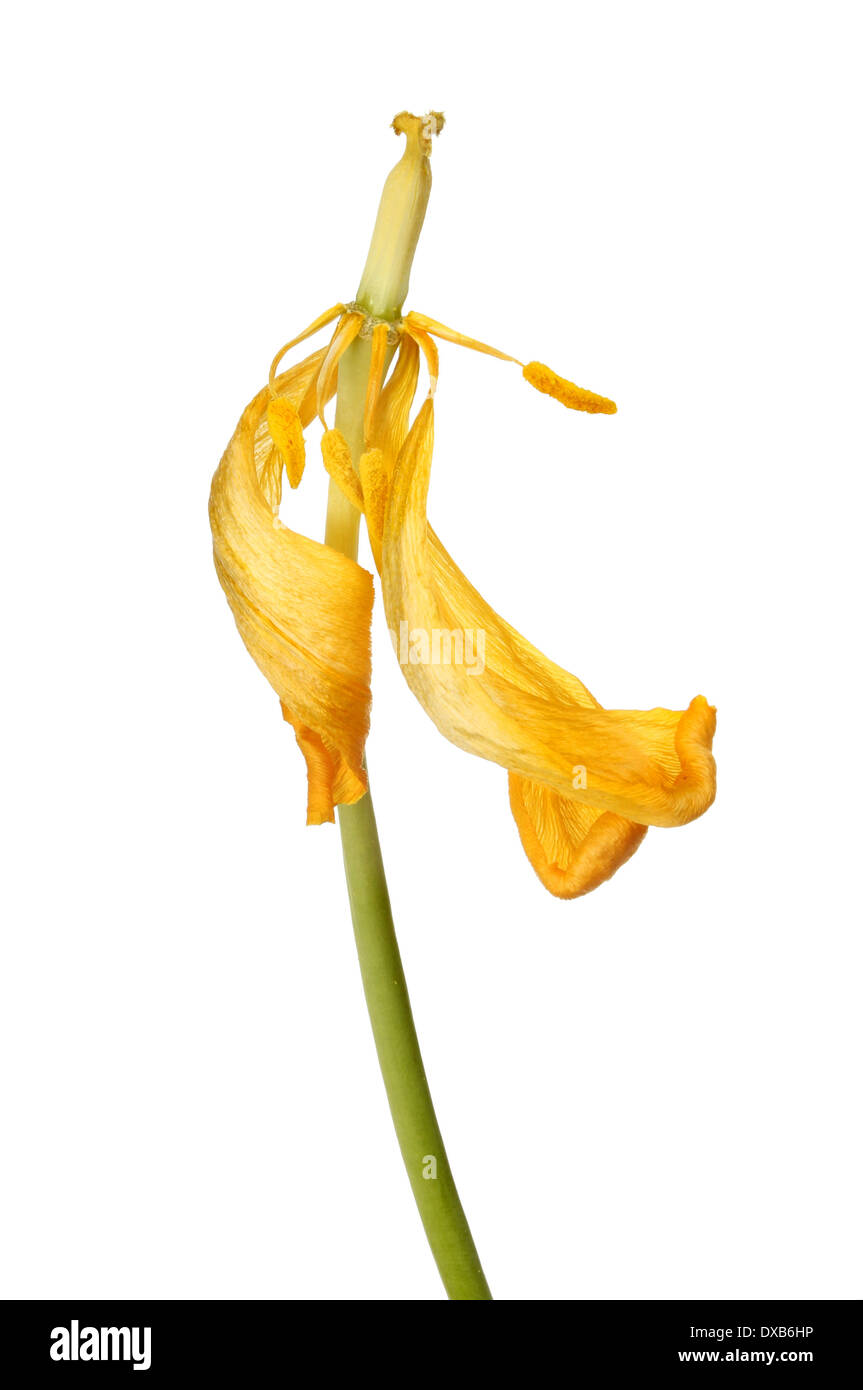 Abgebrannter Tulpe Blume isoliert gegen weiß Stockfoto