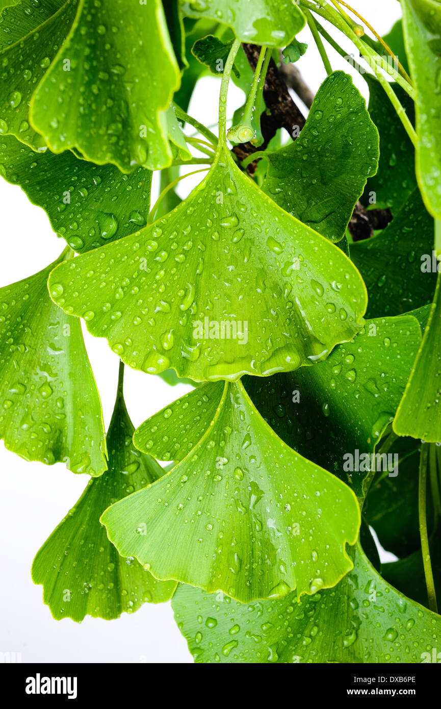 Ginkgo Biloba mit benetzte Blätter Stockfoto
