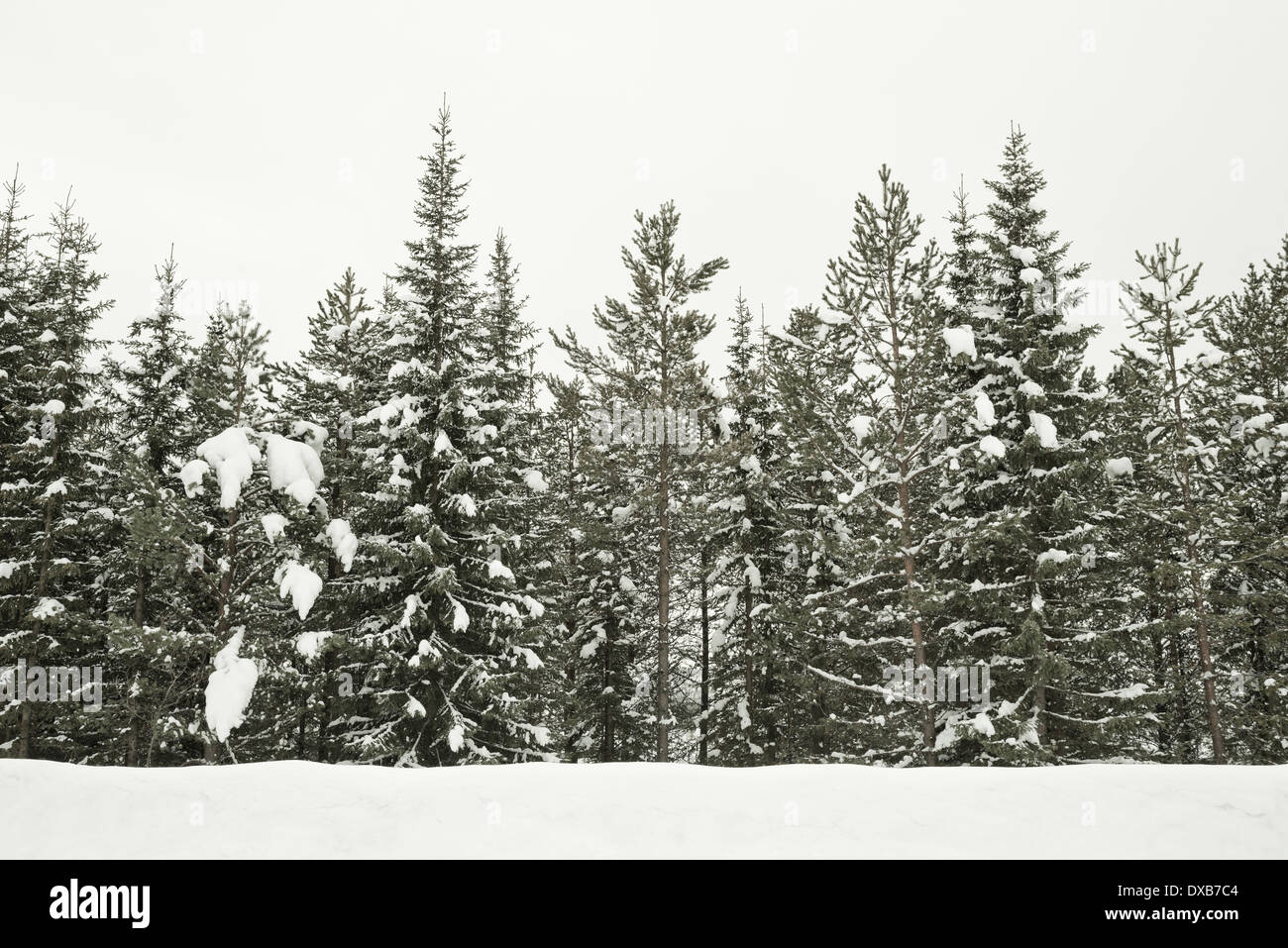 Skandinavien - schneebedeckten Wald in Nordschweden Stockfoto