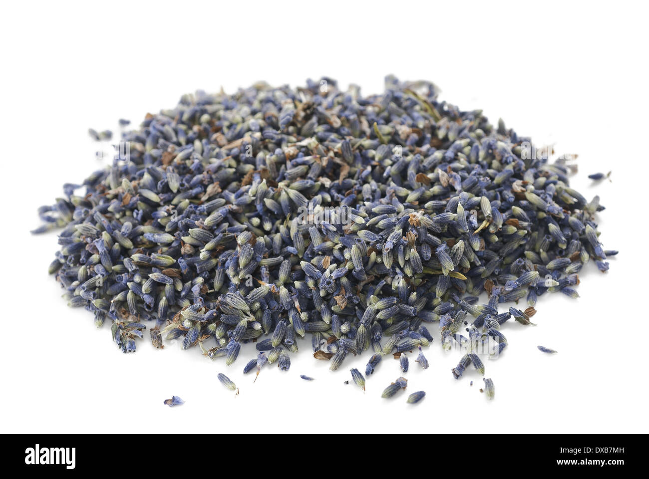Lavendel-Heap isoliert auf weißem Hintergrund Stockfoto