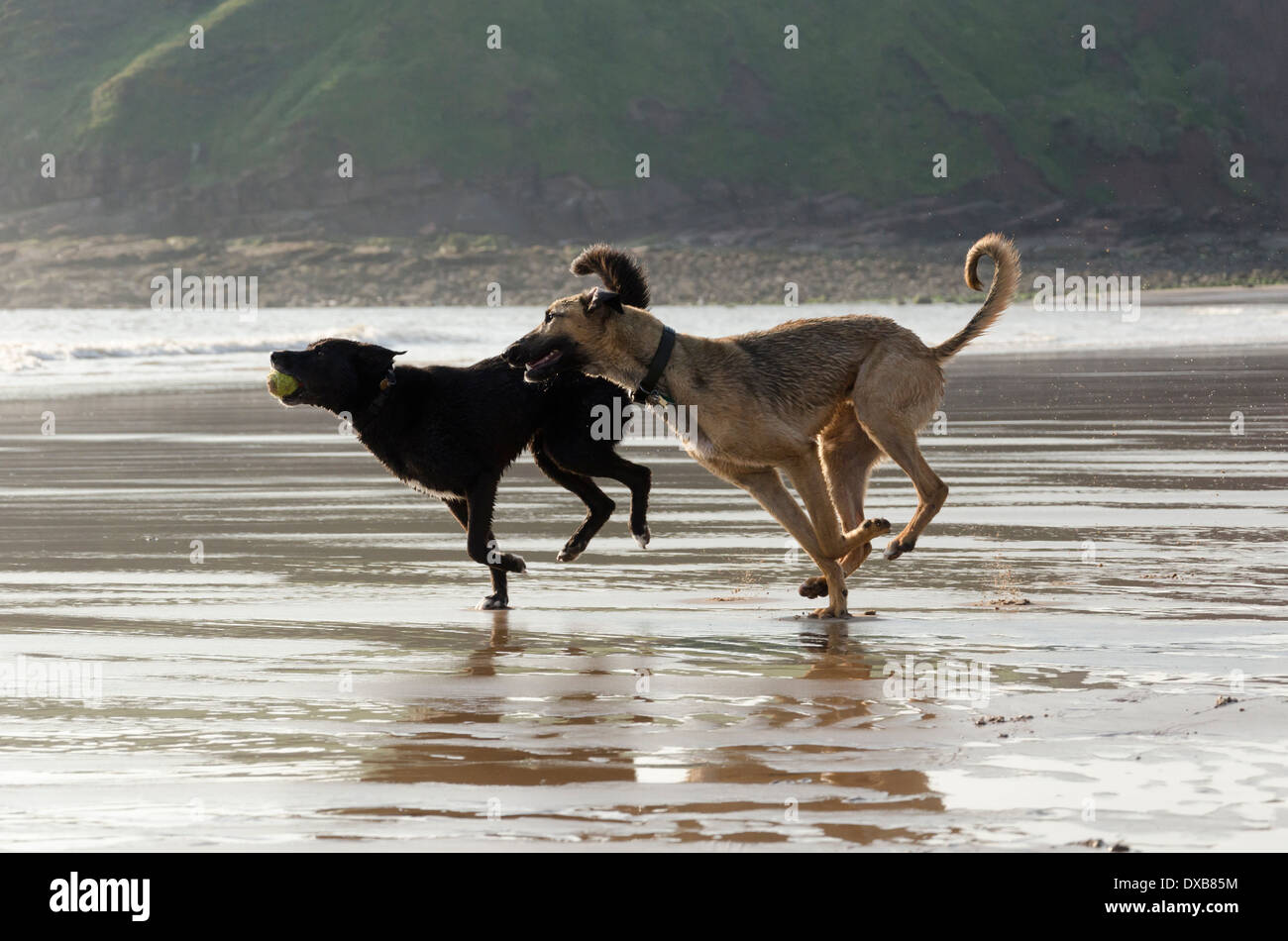 Zwei Hunde, die mit der Zeit ihres Lebens jagen Kugeln am Strand von St Bees, Cumbria, England an einem sonnigen Frühlings-Nachmittag Stockfoto