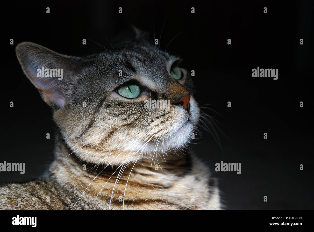 Tabby Katze mit grünen Augen vor schwarzem Hintergrund Stockfoto