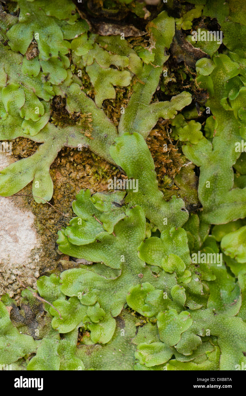 Leberblümchengattungen gehören zur Marchantiophyta, eine Gruppe von Pflanzen in der Nähe der Moose Stockfoto