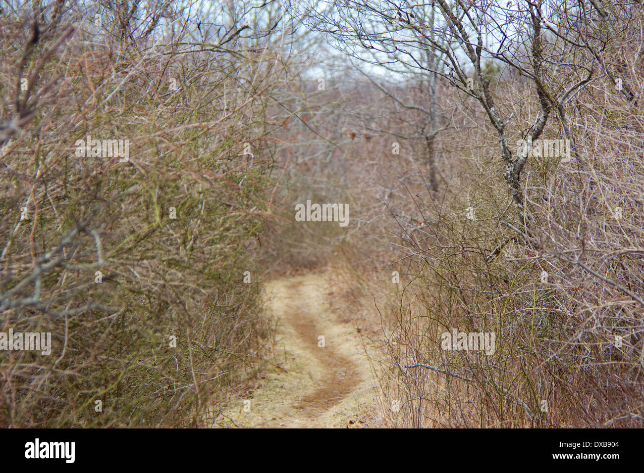 Weg durch ein Waldgebiet auf Long Island, NY, USA. Stockfoto