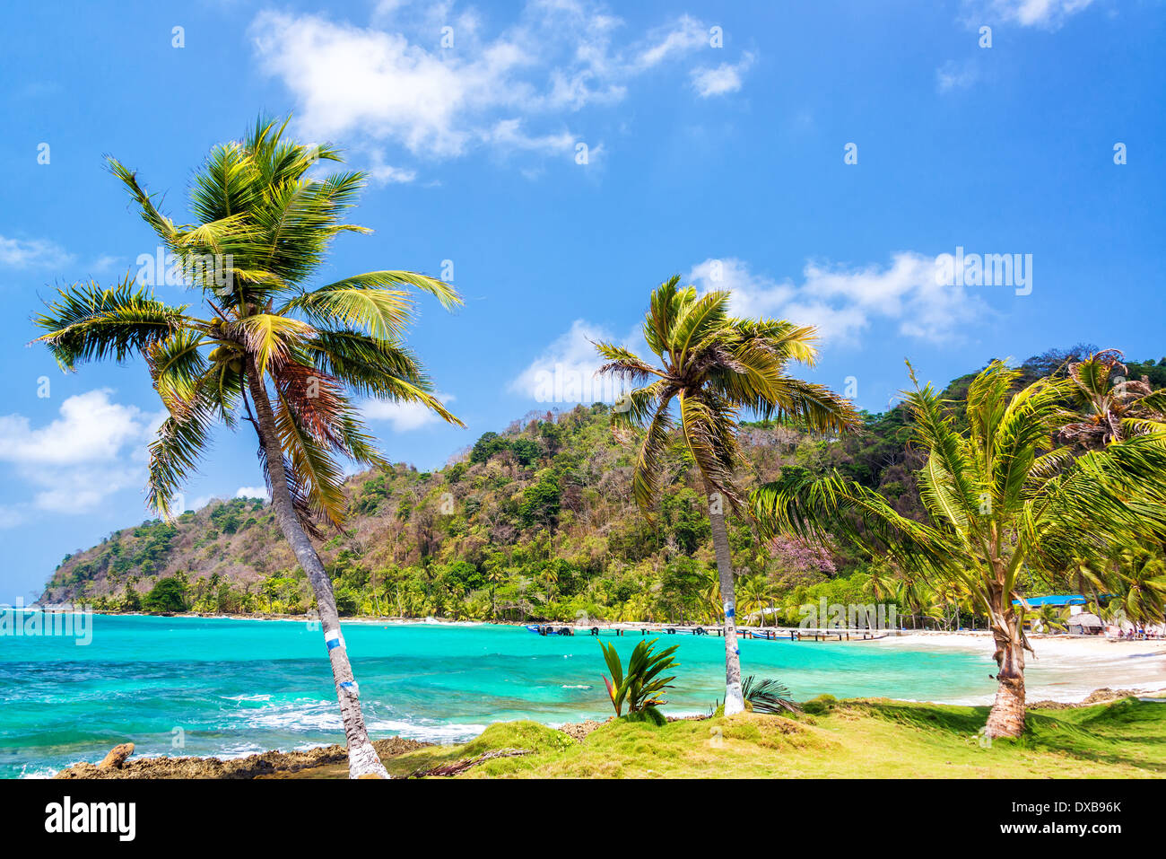 Drei Palmen aufgereiht neben das türkisblaue Karibische Meer in La Miel, Panama Stockfoto