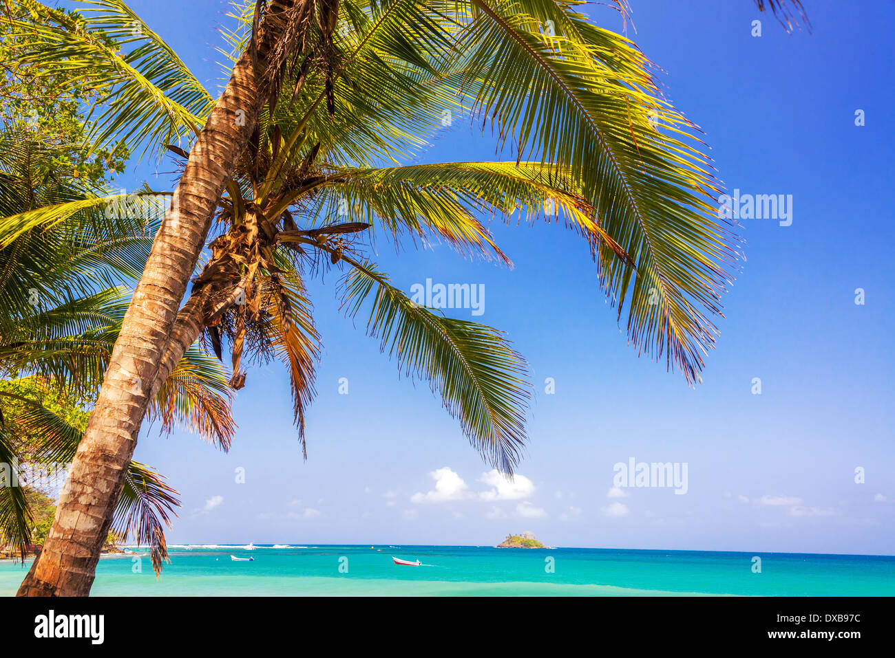 Blick auf ein Palm-Baum und die blau und Türkis karibische Meer am Horizont in Capurgana, Kolumbien Stockfoto