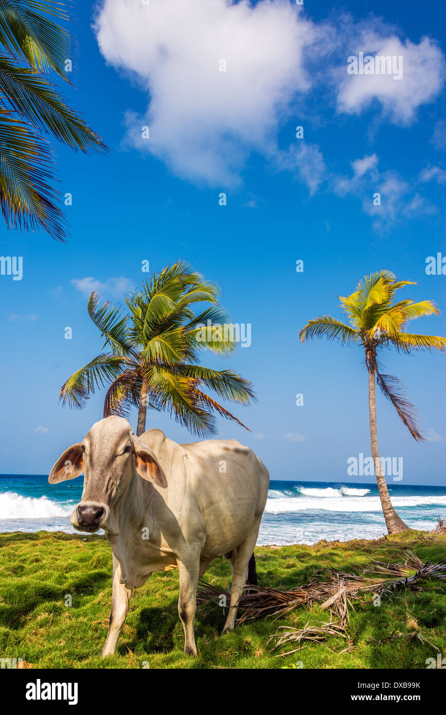 Kuh und Palmen Bäume auf einer tropischen Karibik-Strand in Capurgana, Kolumbien Stockfoto