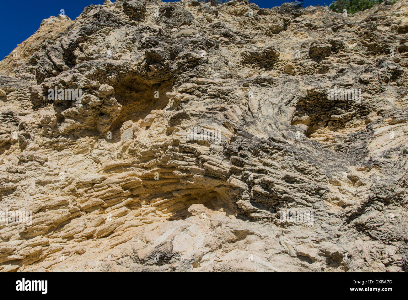 Fossile Korallen aus der Gruppe der Mussimilia Verzweigung eingebettet in dem versteinerten Korallenriff des Sant Sadurní d, Spanien Stockfoto