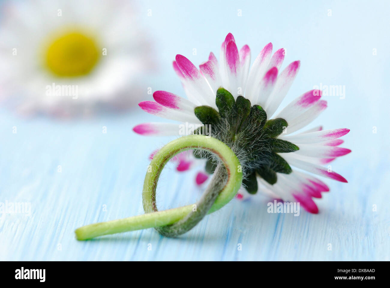 Gemeinsamen Daisy Stockfoto