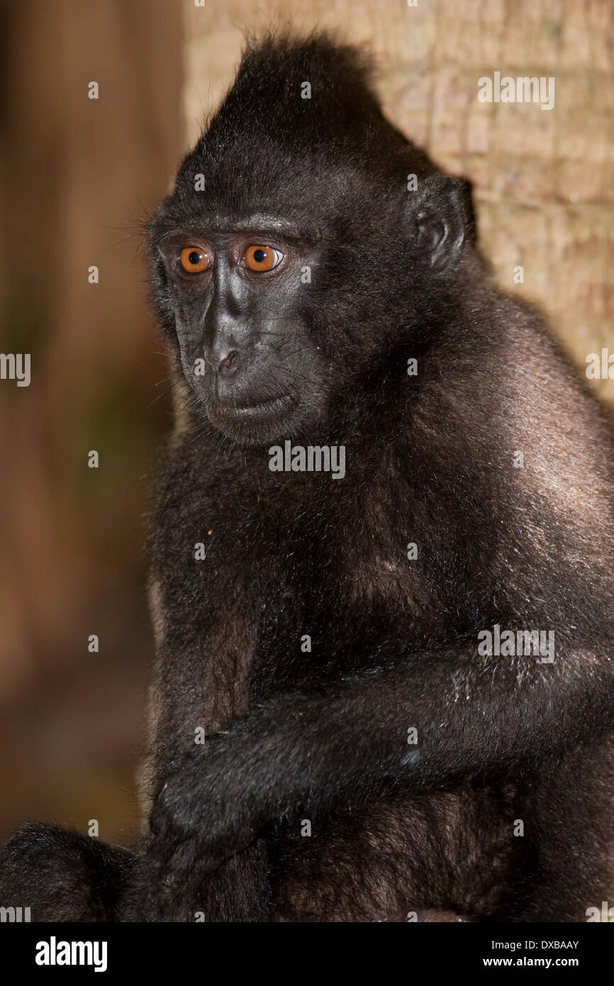 Celebes crested Macaque, Macaca Nigra, Tankoko Nationalpark, Sulawesi, Indonesien Stockfoto