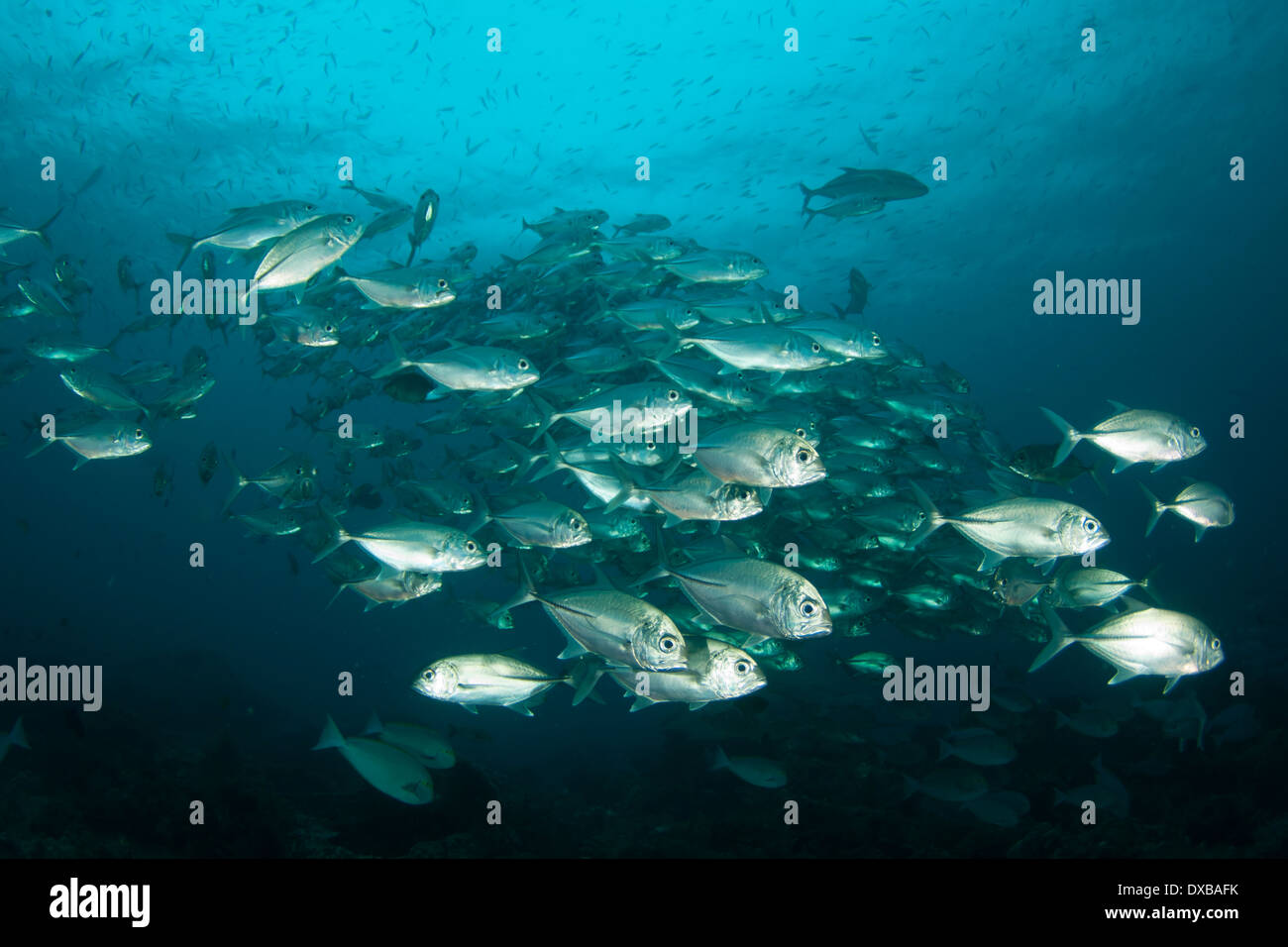 BigEye Trevally Schulbildung am Tauchplatz Blue Magic, Dampier-Straße, Raja Ampat, Indonesien Stockfoto