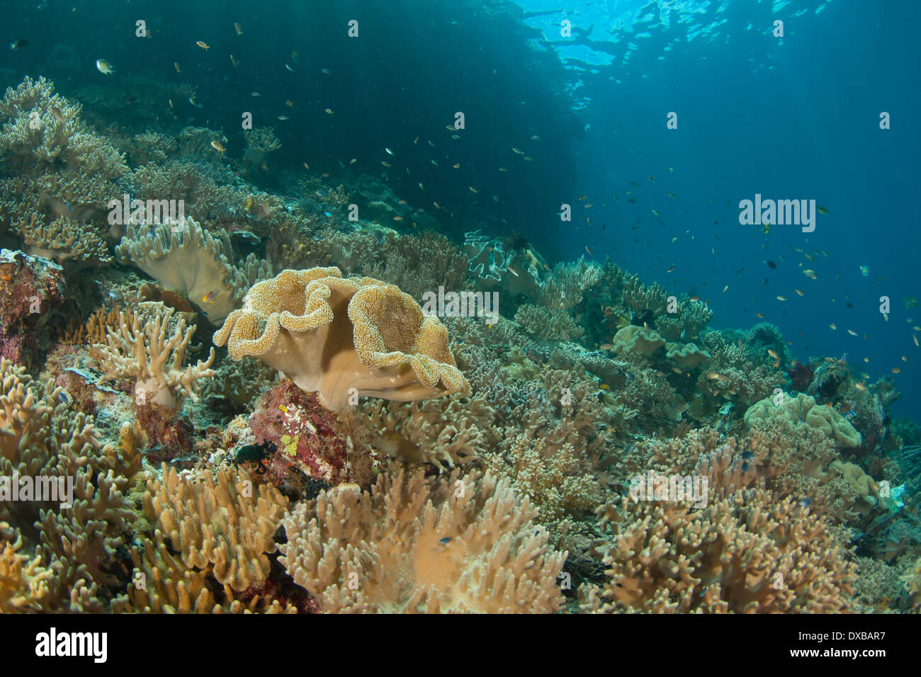 Korallenriff, Penemu Reef Tauchplatz, Fam Insel, Raja Ampat, Indonesien Stockfoto