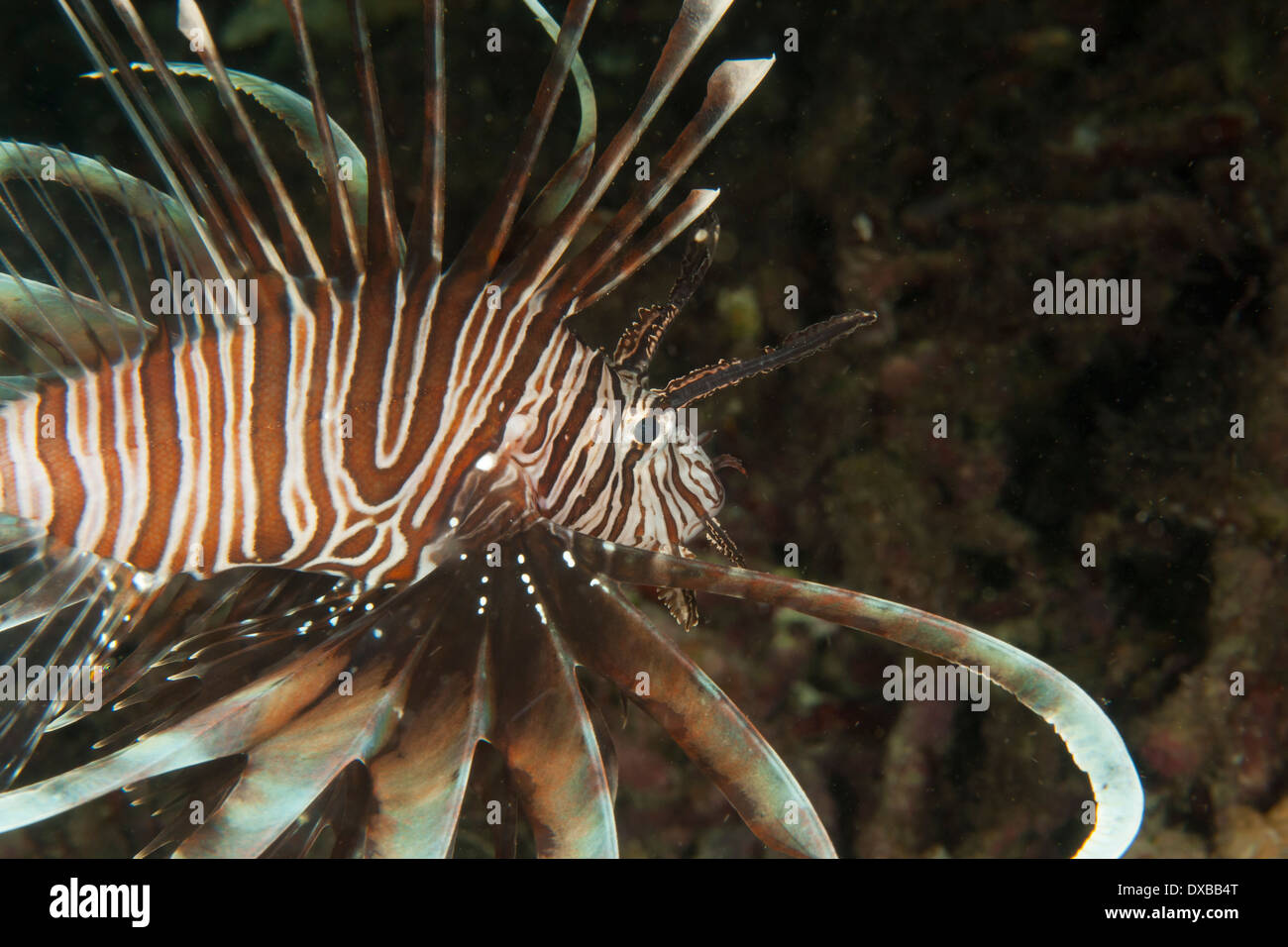 Gemeinsamen Rotfeuerfisch Pterois Volitans, Raja Ampat, Indonesien Stockfoto