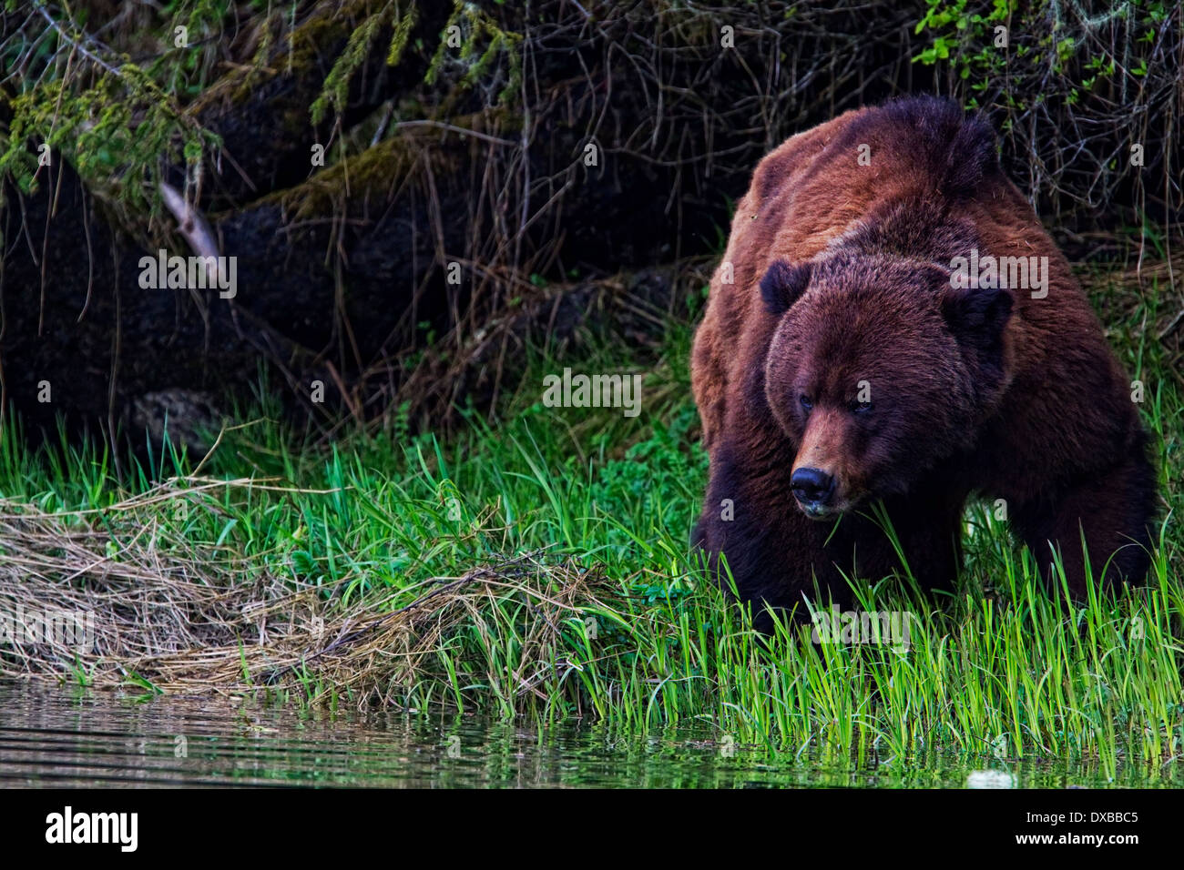 Grizzly Bear in the Wild, Great Bear Rainforest, BC, Kanada Stockfoto