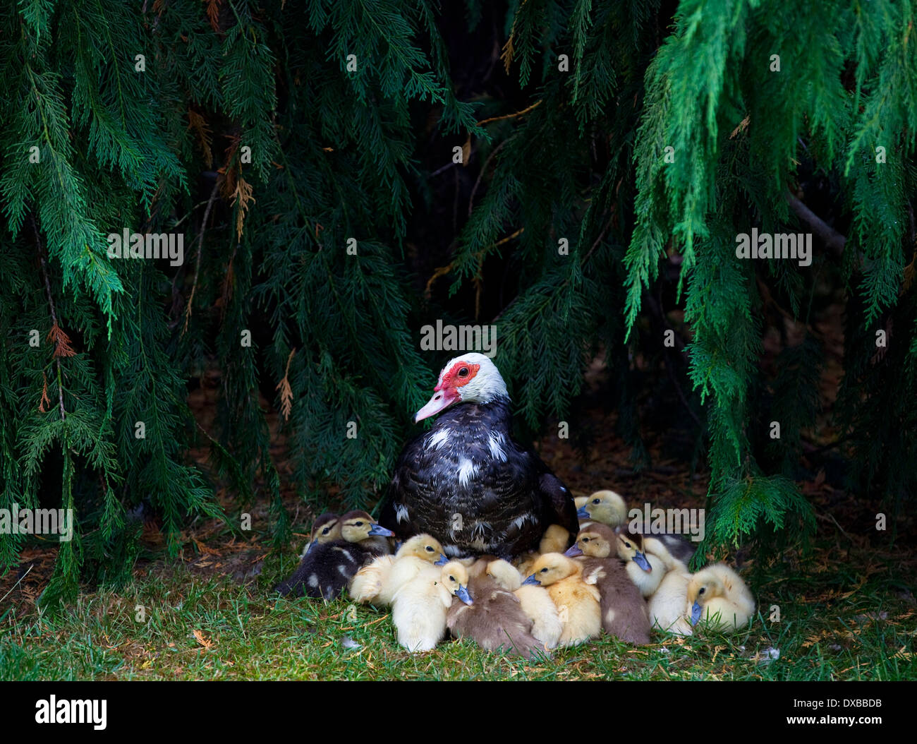 Barbarie-Ente mit Küken Stockfoto