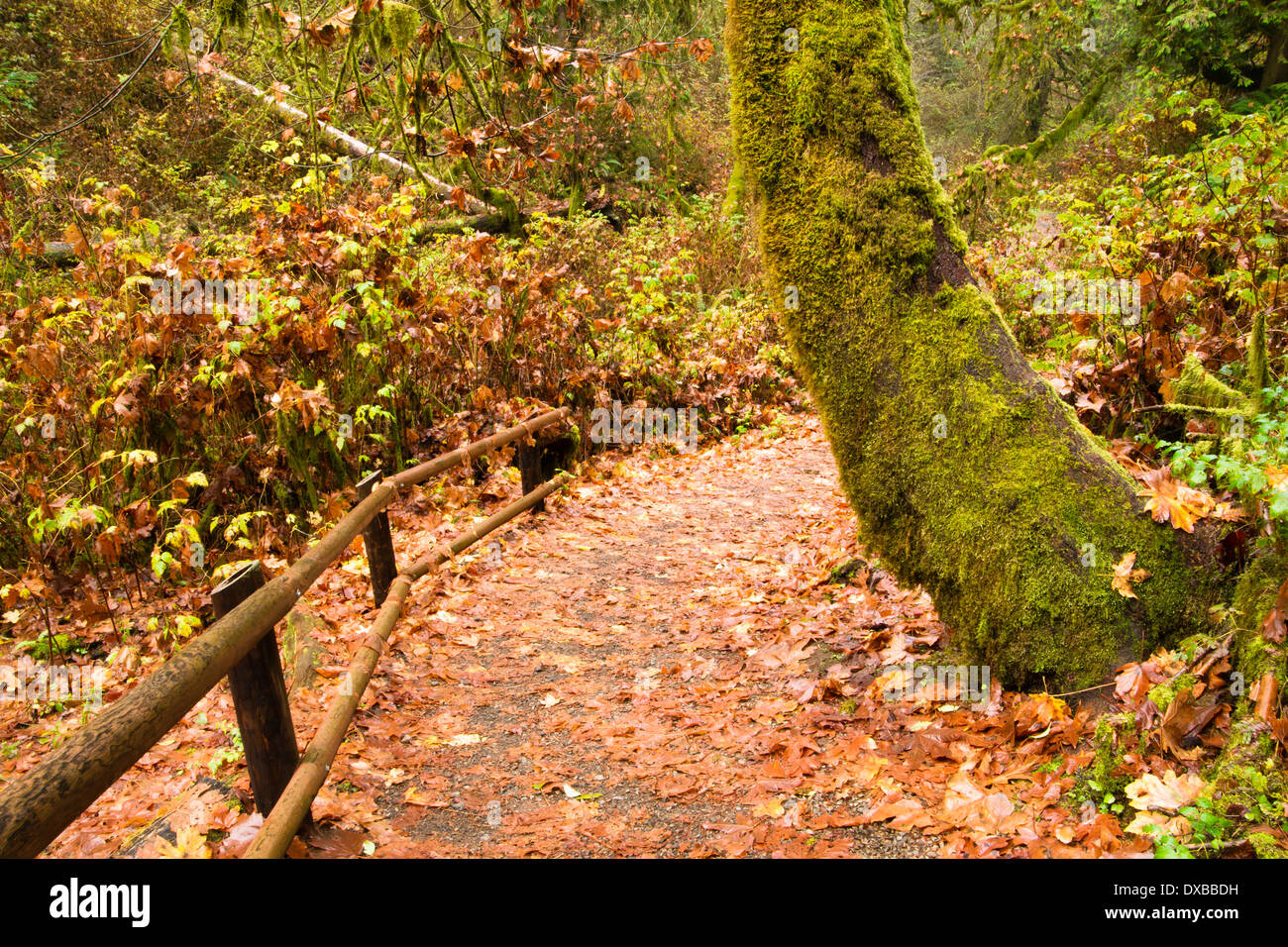 Ein Regen durchnässt Trail windet sich durch tho Wald Stockfoto