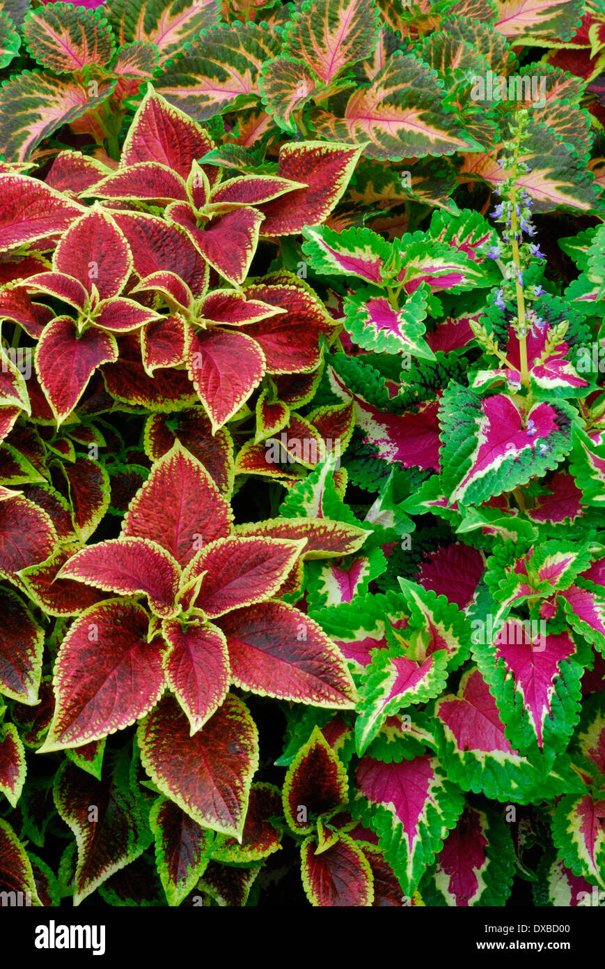 Solenostemon scutellarioides Stockfoto