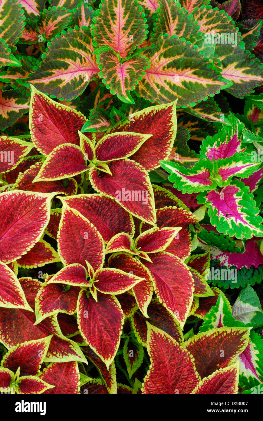 Solenostemon scutellarioides Stockfoto