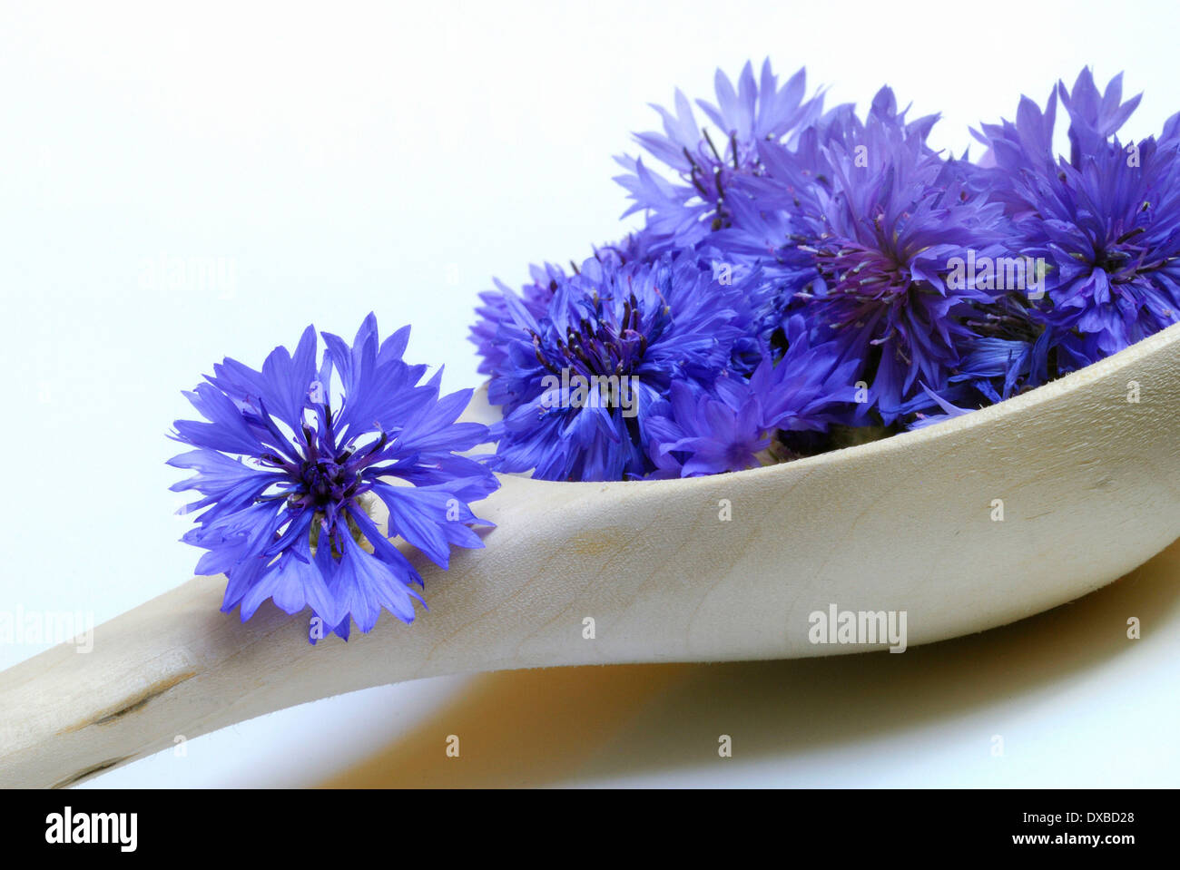 Centaurea cyanus Stockfoto