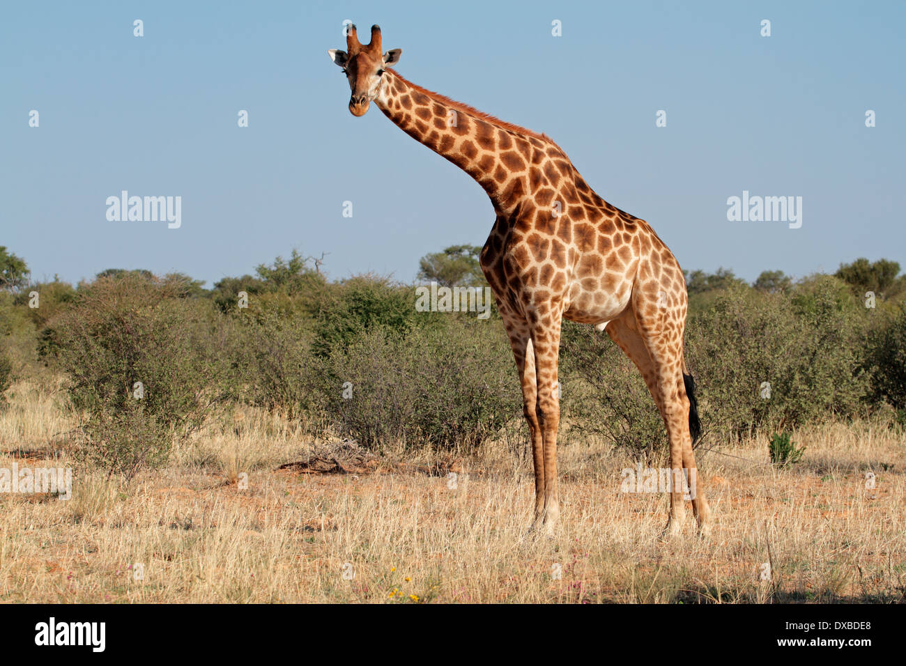 Eine große Giraffe Stier (Giraffa Plancius), Süd Afrika Stockfoto