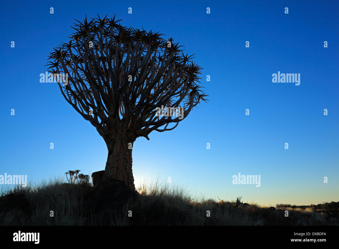 Silhouette einer Köcherbäume (Aloe Dichotoma) bei Sonnenuntergang, Namibia, Südliches Afrika Stockfoto