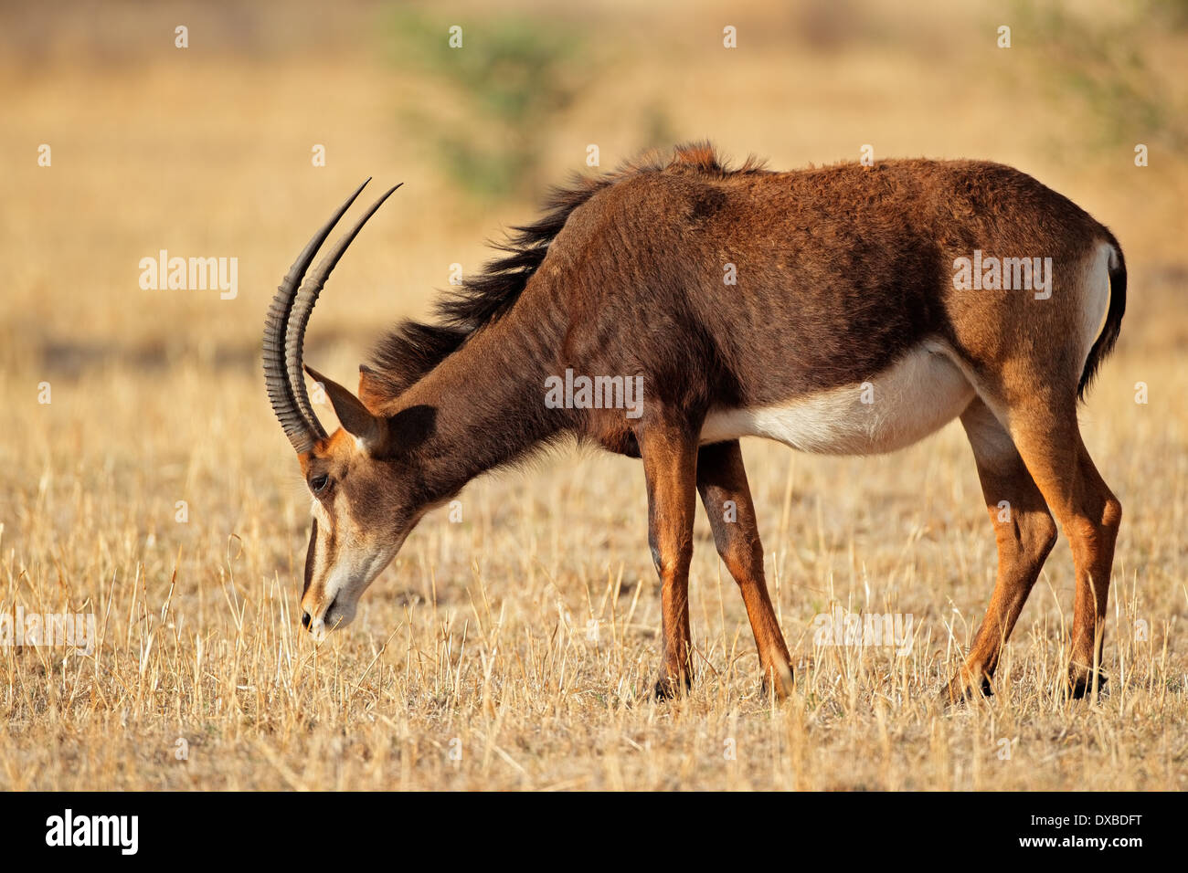 Weibliche Rappenantilope (Hippotragus Niger), Südafrika Stockfoto