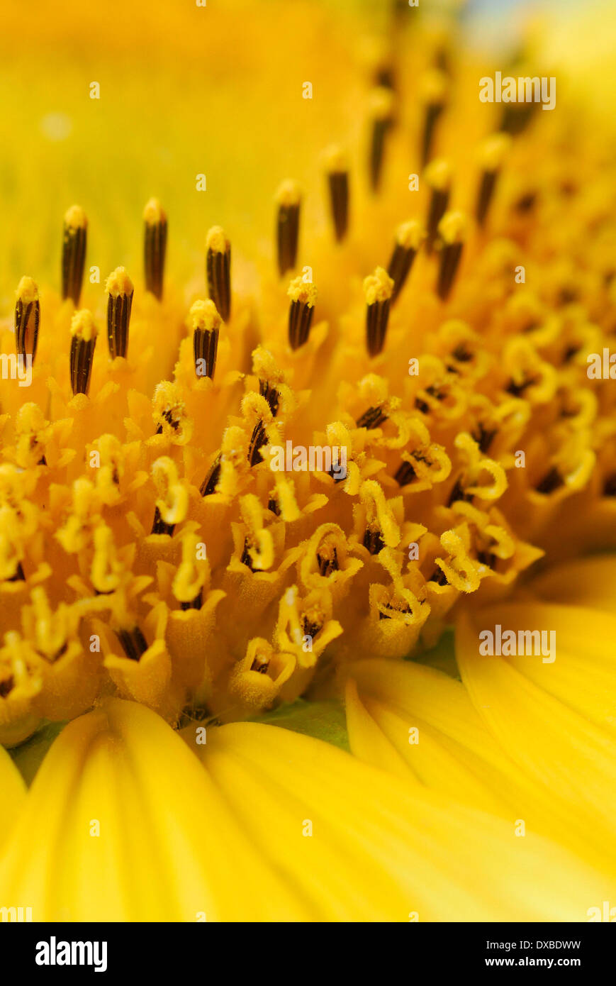 Helianthus annuus Stockfoto